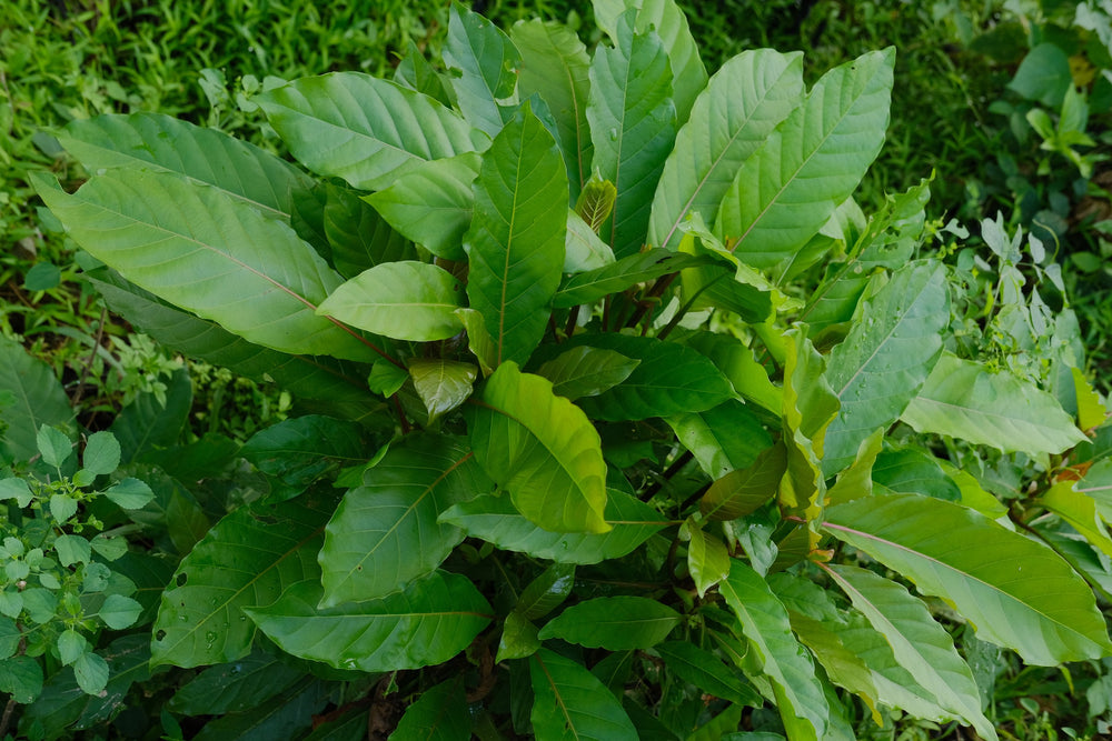 Living Mitragyna speciosa plant showing the botanical leaves behind modern kratom catalog strain names