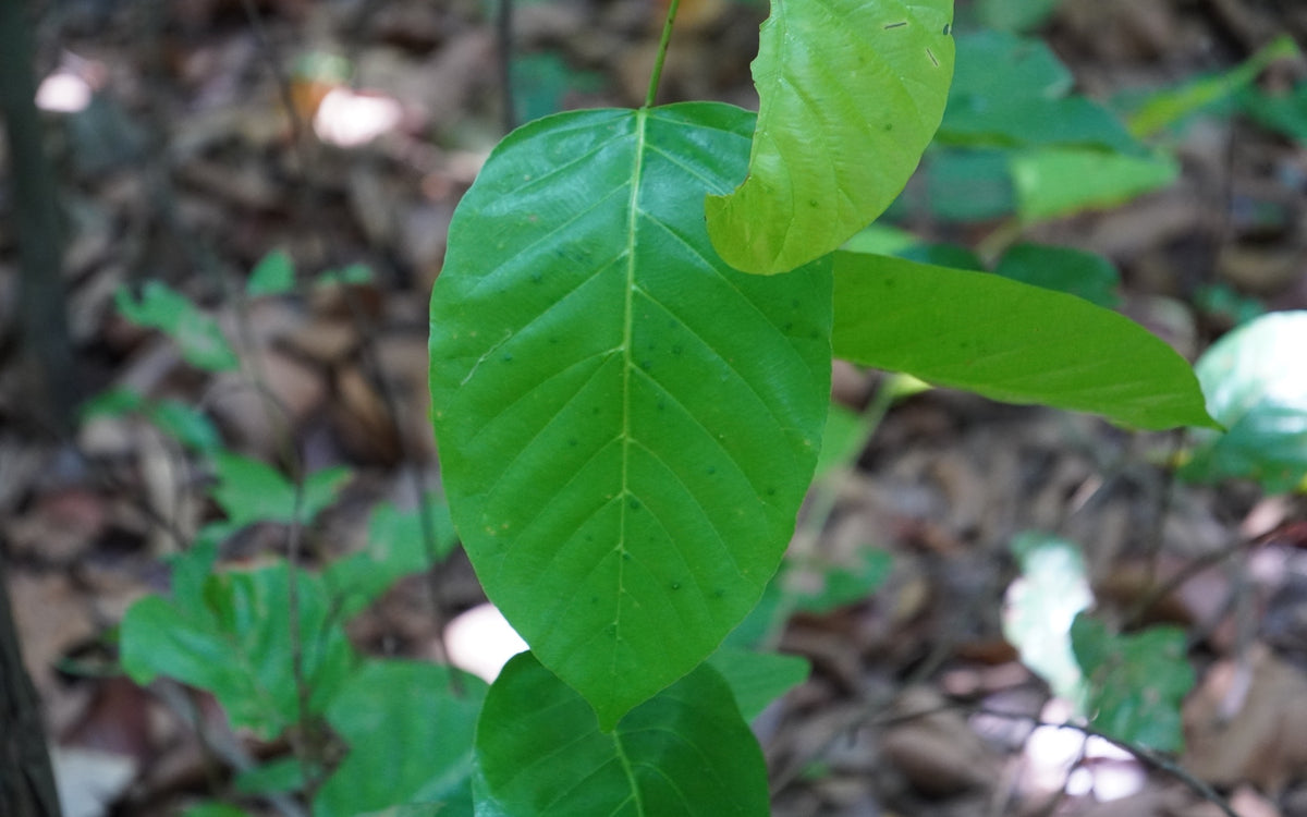 Kratom Cultivation Conditions: What Weather, Soil, Water, and Light Studies Show