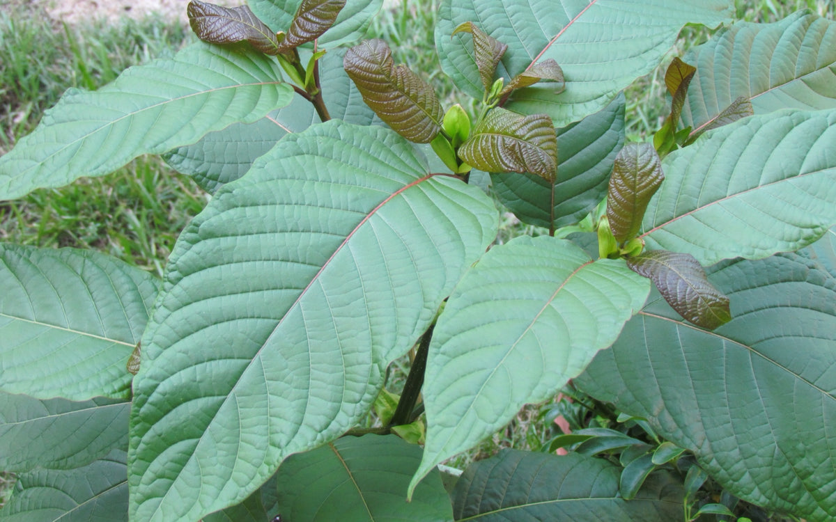 Kratom Chemistry Across the Growing Cycle: Leaf Age, Season, and Harvest