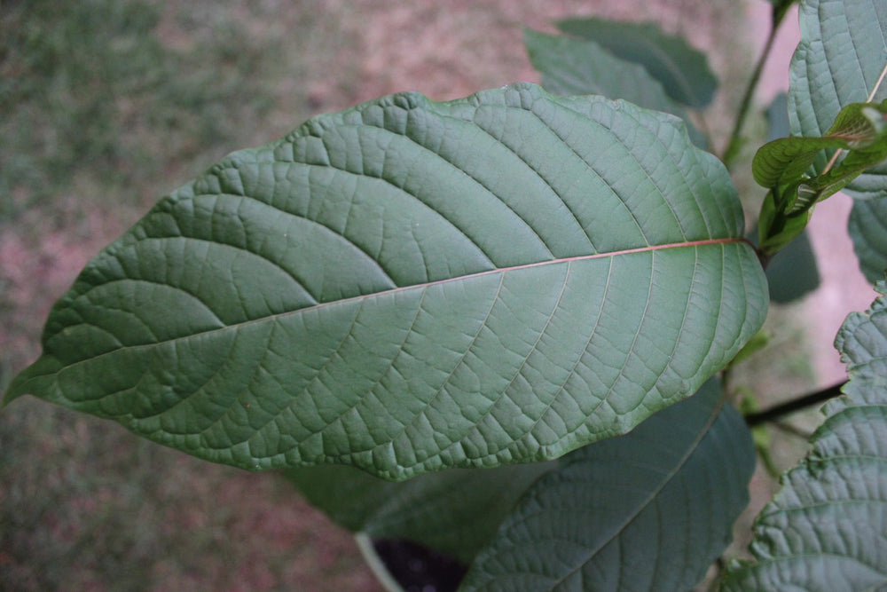 Close view of a real Mitragyna speciosa leaf used to distinguish botanical identity from a branded compound name