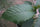 Close view of a real Mitragyna speciosa leaf used to distinguish botanical identity from a branded compound name
