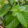 Real Mitragyna speciosa plant leaves representing the botanical source of mitragynine