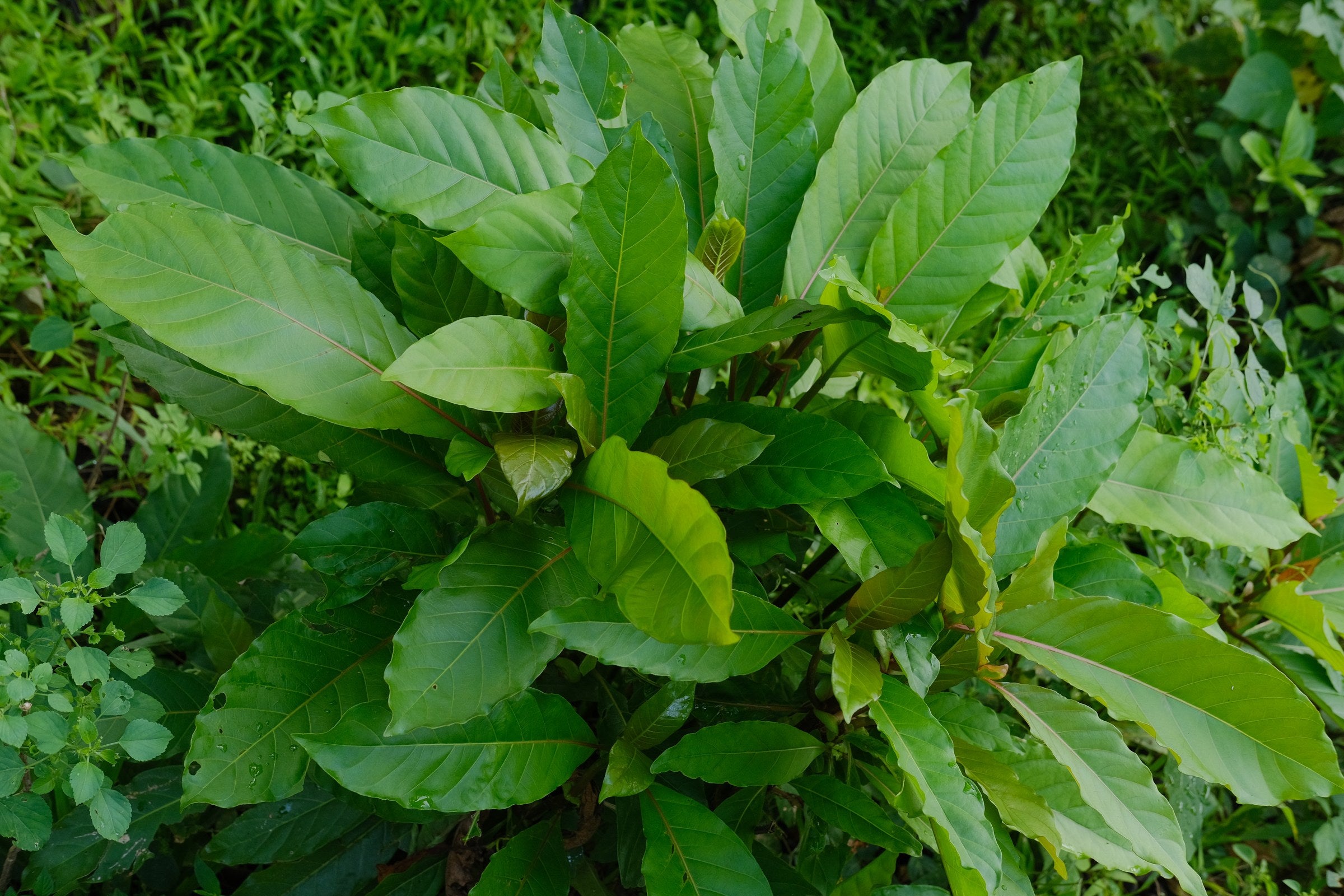 Living Mitragyna speciosa plant showing the botanical leaves behind modern kratom catalog strain names