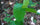 Living Mitragyna speciosa leaves growing outdoors at Purbachal