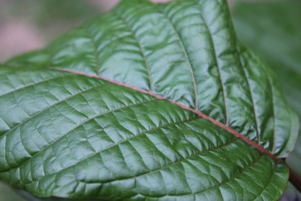 Close view of living green Mitragyna speciosa leaves with red midribs