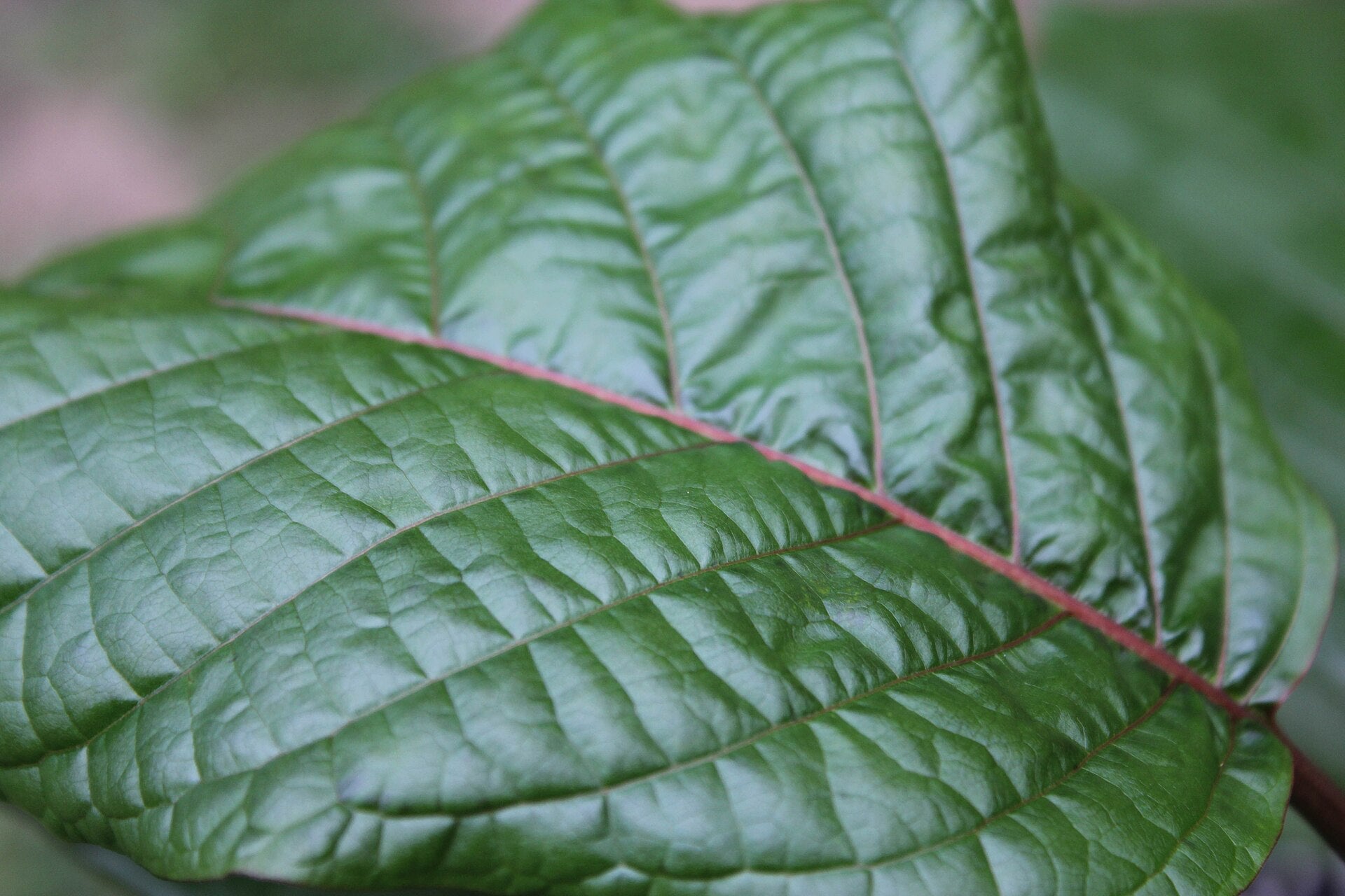 Close view of living green Mitragyna speciosa leaves with red midribs