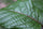Close view of living green Mitragyna speciosa leaves with red midribs