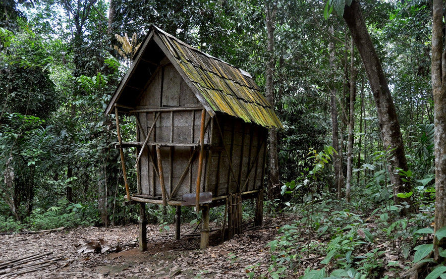 Kratom Sustainability: Conservation, Harvesting, and Supply-Chain Evidence