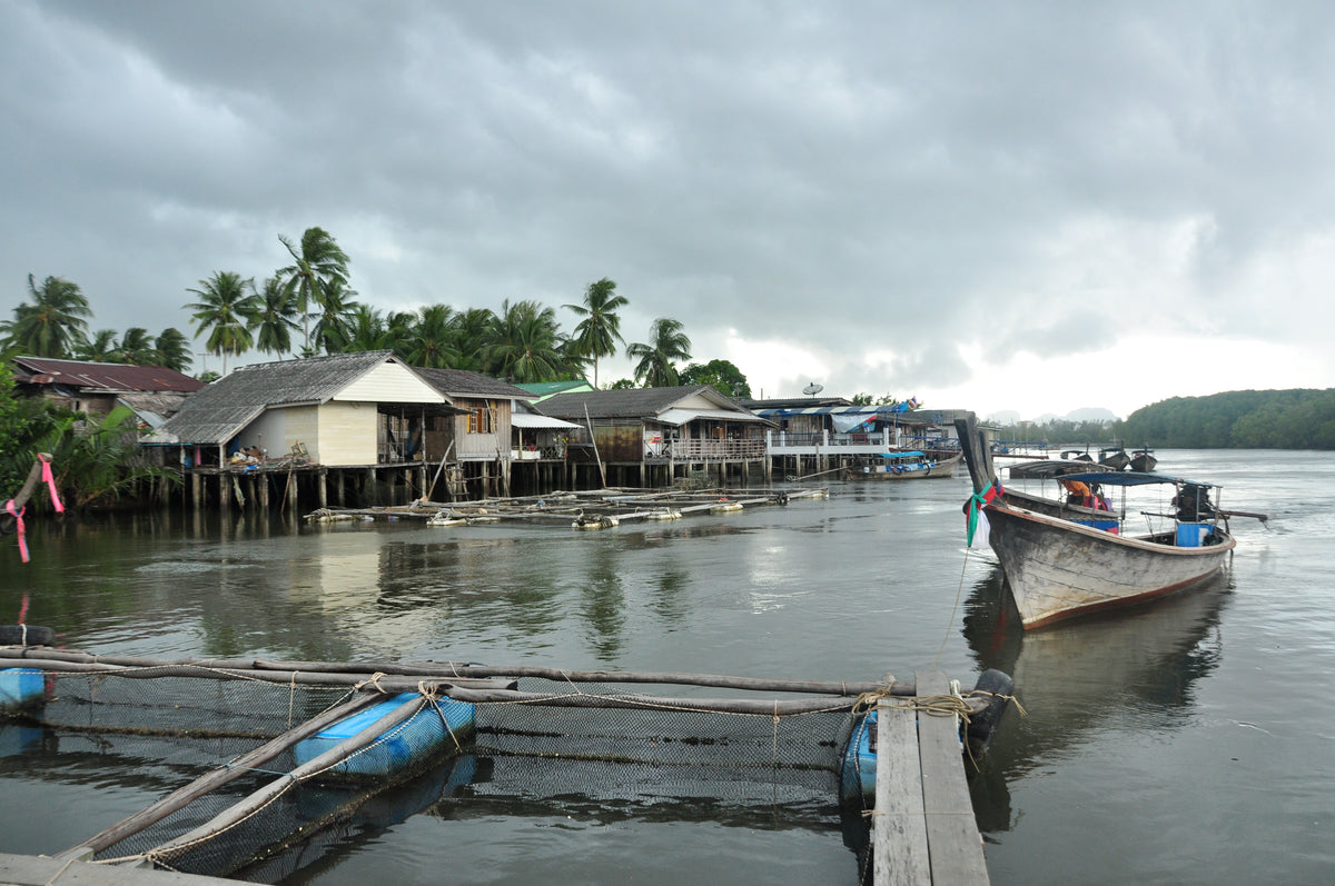 Kratom in Thailand: History, Culture, and Current Law