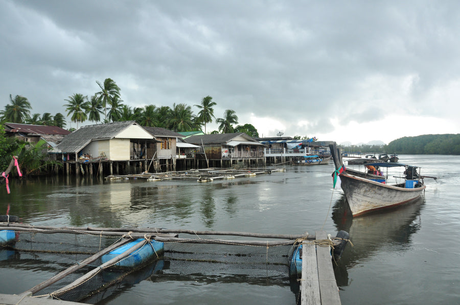 Kratom in Thailand: History, Culture, and Current Law