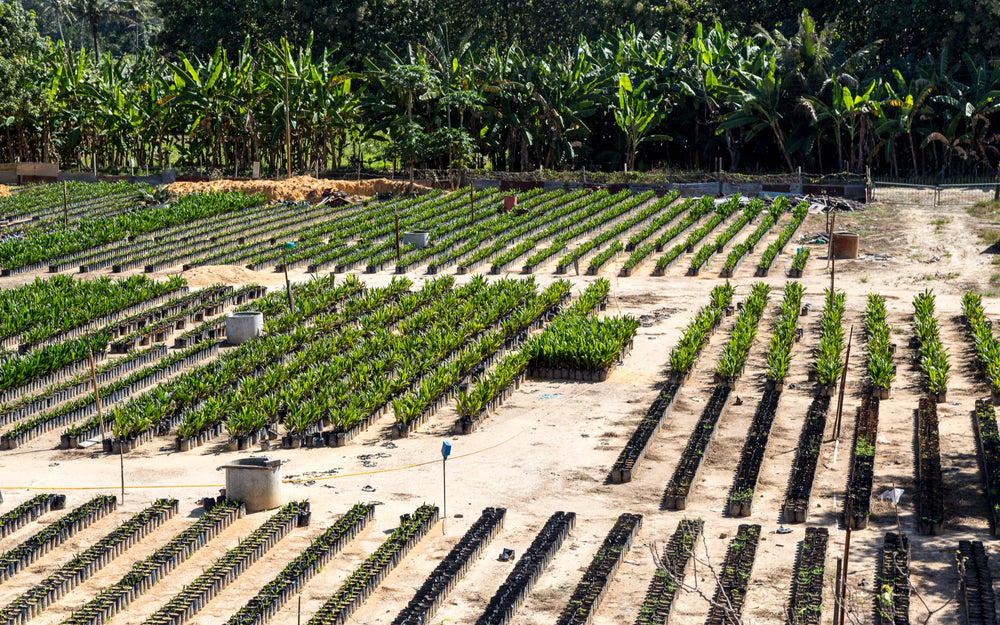 Rows of cultivated tropical tree seedlings in a nursery in Sabah, Borneo