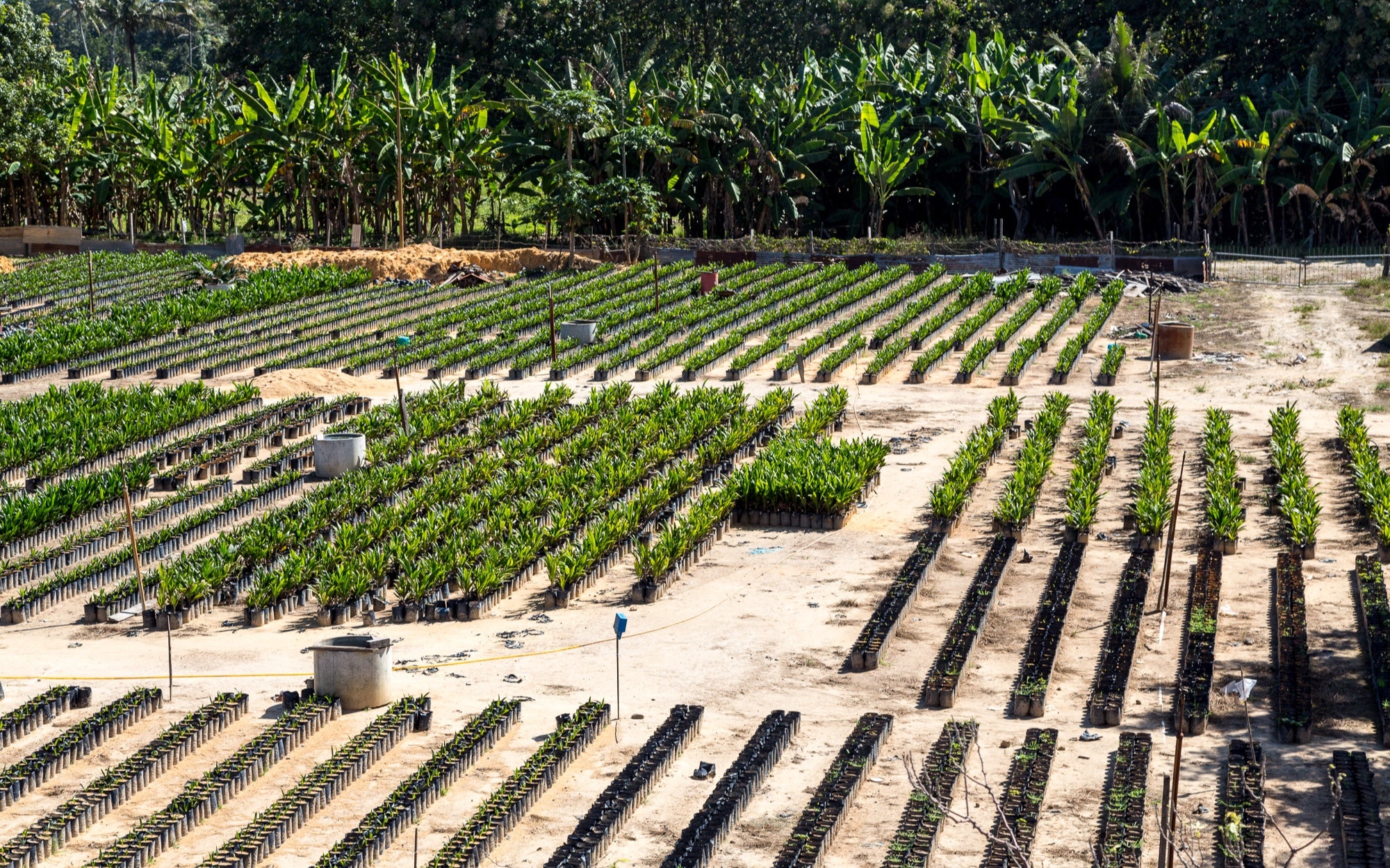 Rows of cultivated tropical tree seedlings in a nursery in Sabah, Borneo