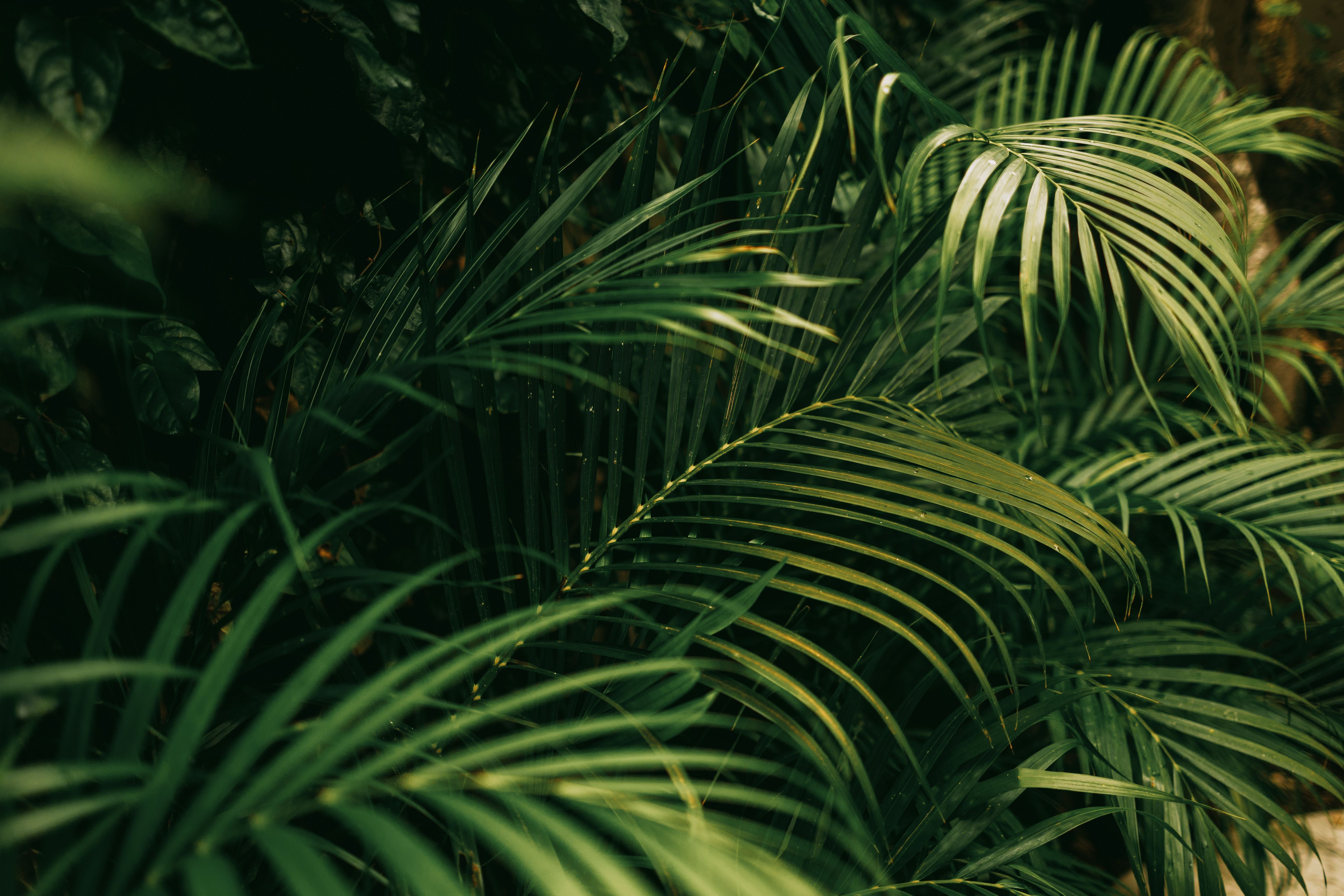 Dense green tropical foliage photographed in Bali, Indonesia
