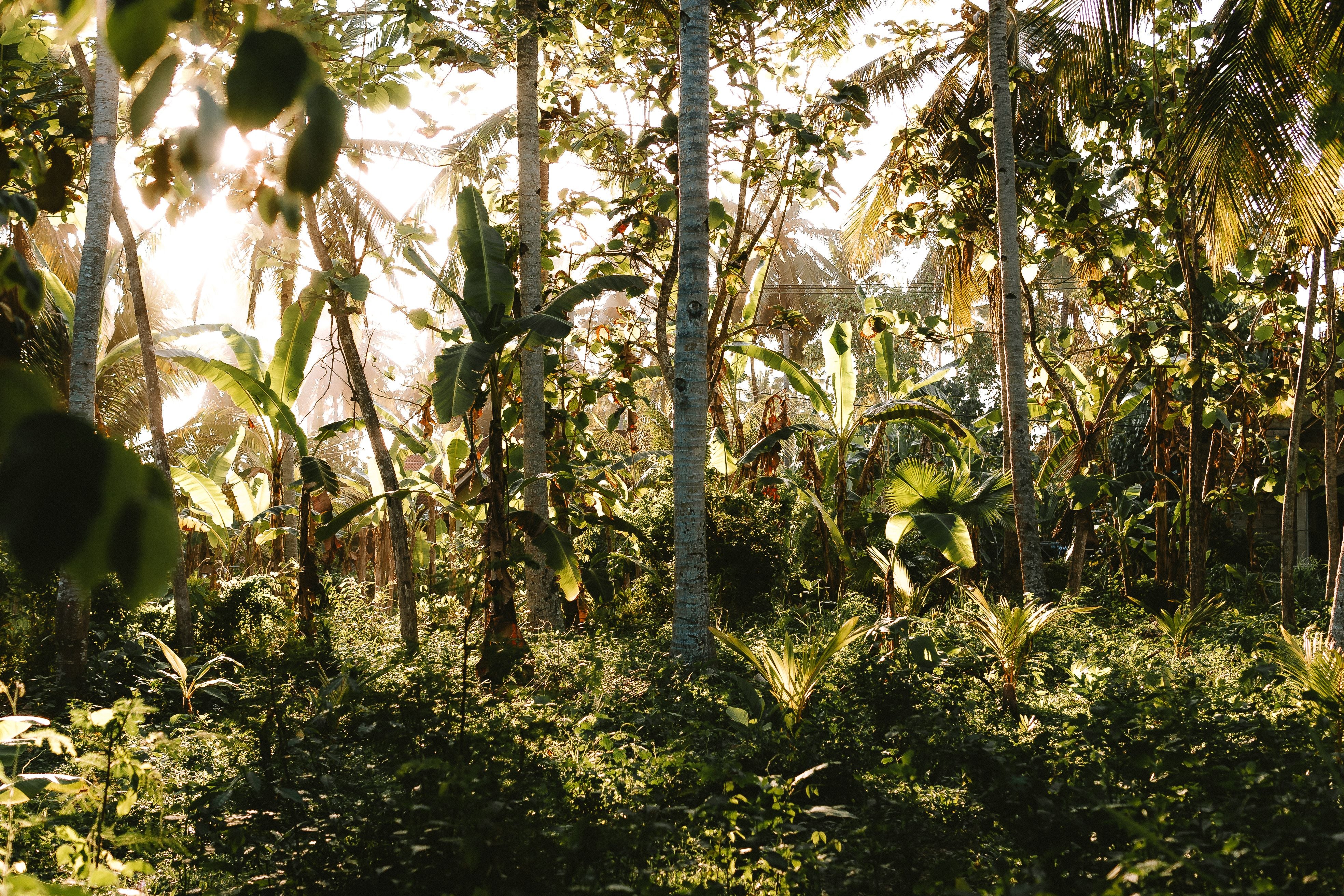 Sunlight filtering through a tropical grove in Bali, Indonesia
