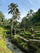 Lush tropical valley and terraced landscape photographed in Bali, Indonesia