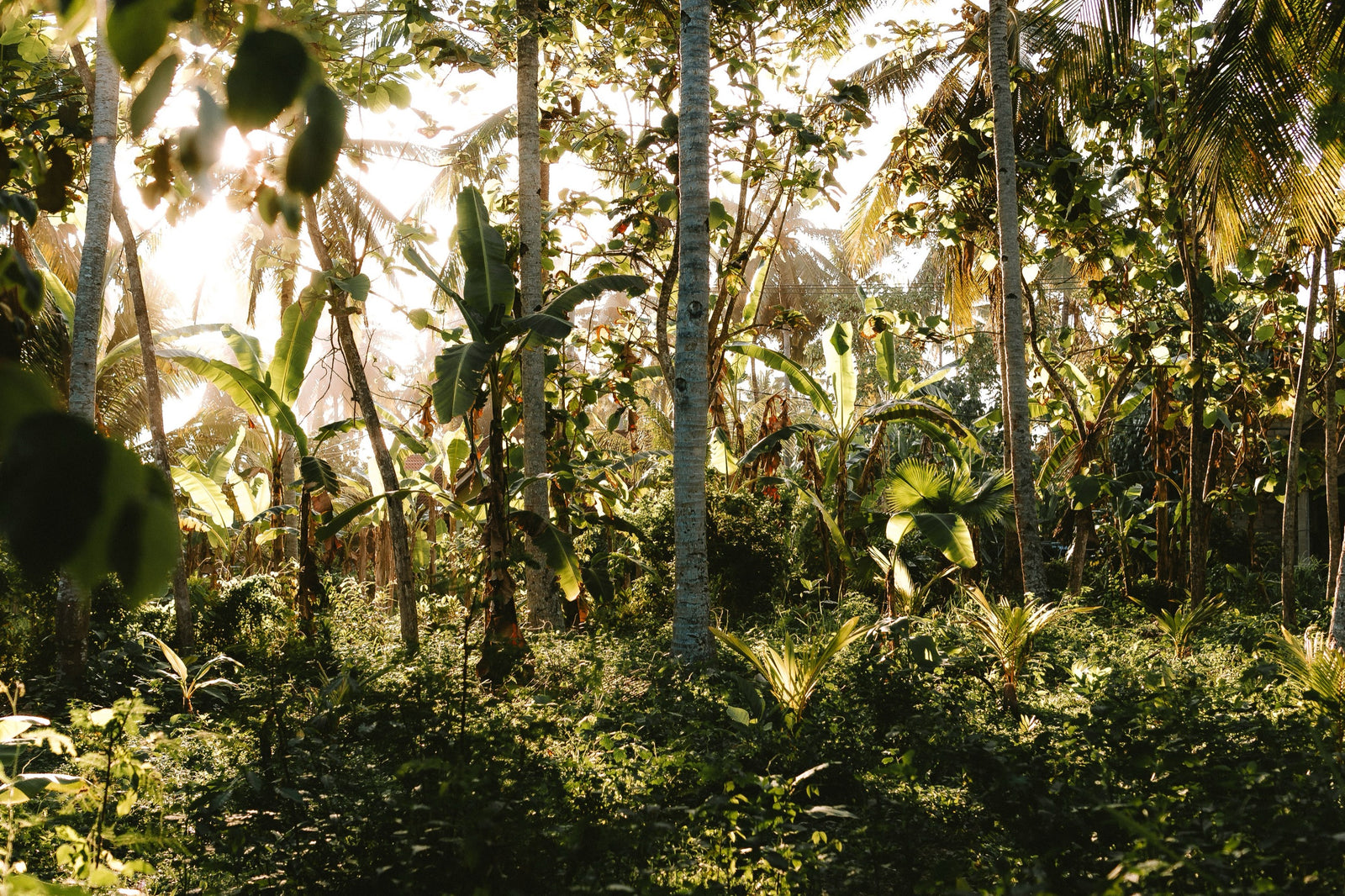 Sunlight passing through dense tropical vegetation in Bali