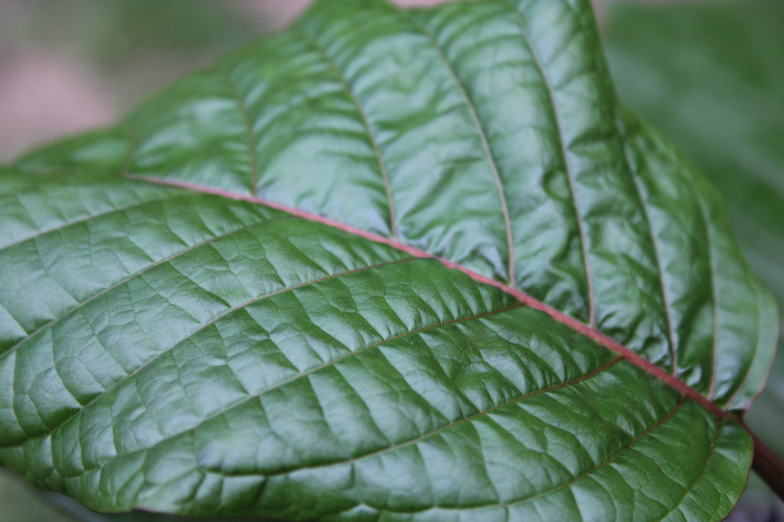 Close view of living kratom leaves