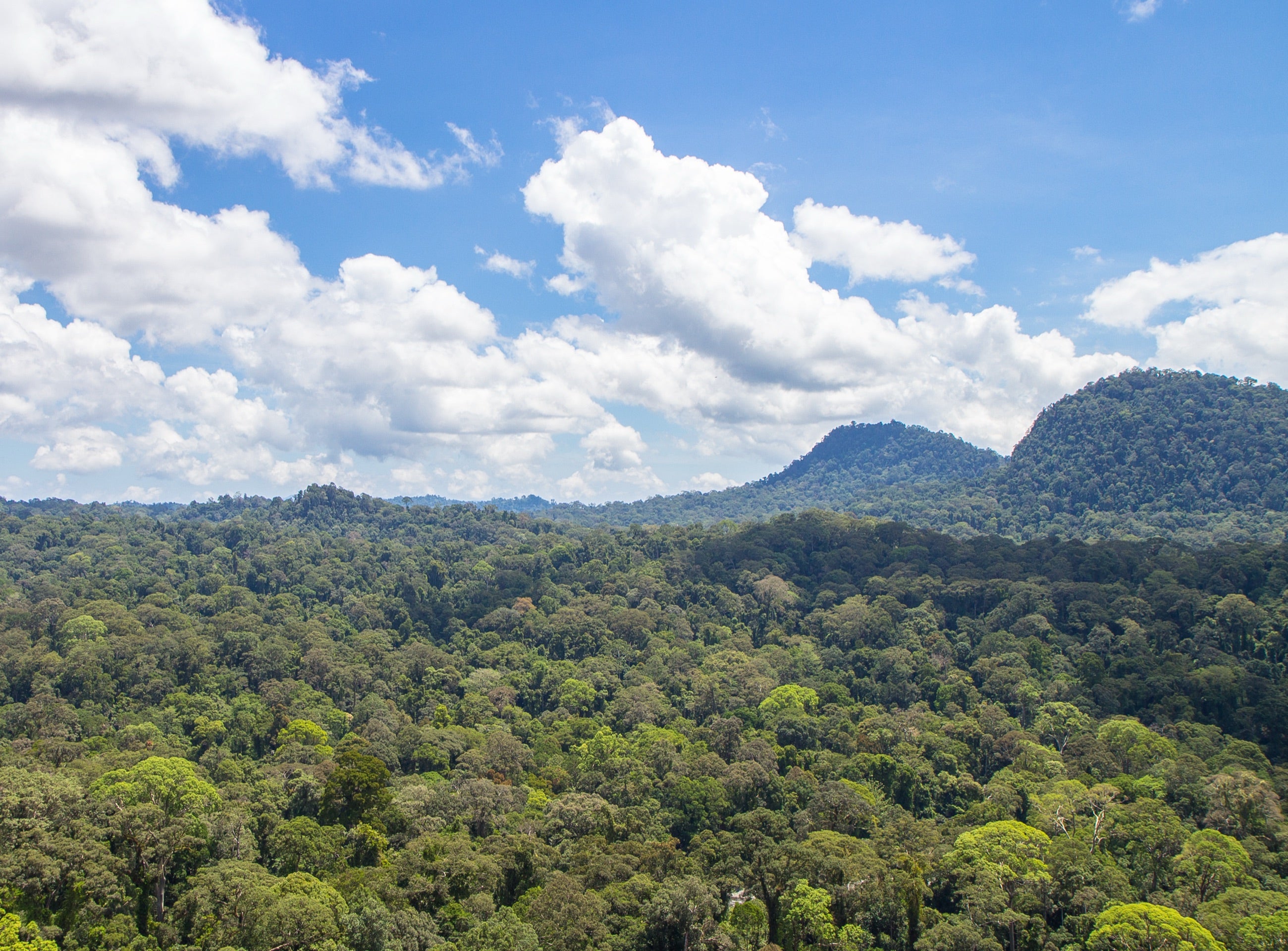 Primary rainforest canopy in Borneo