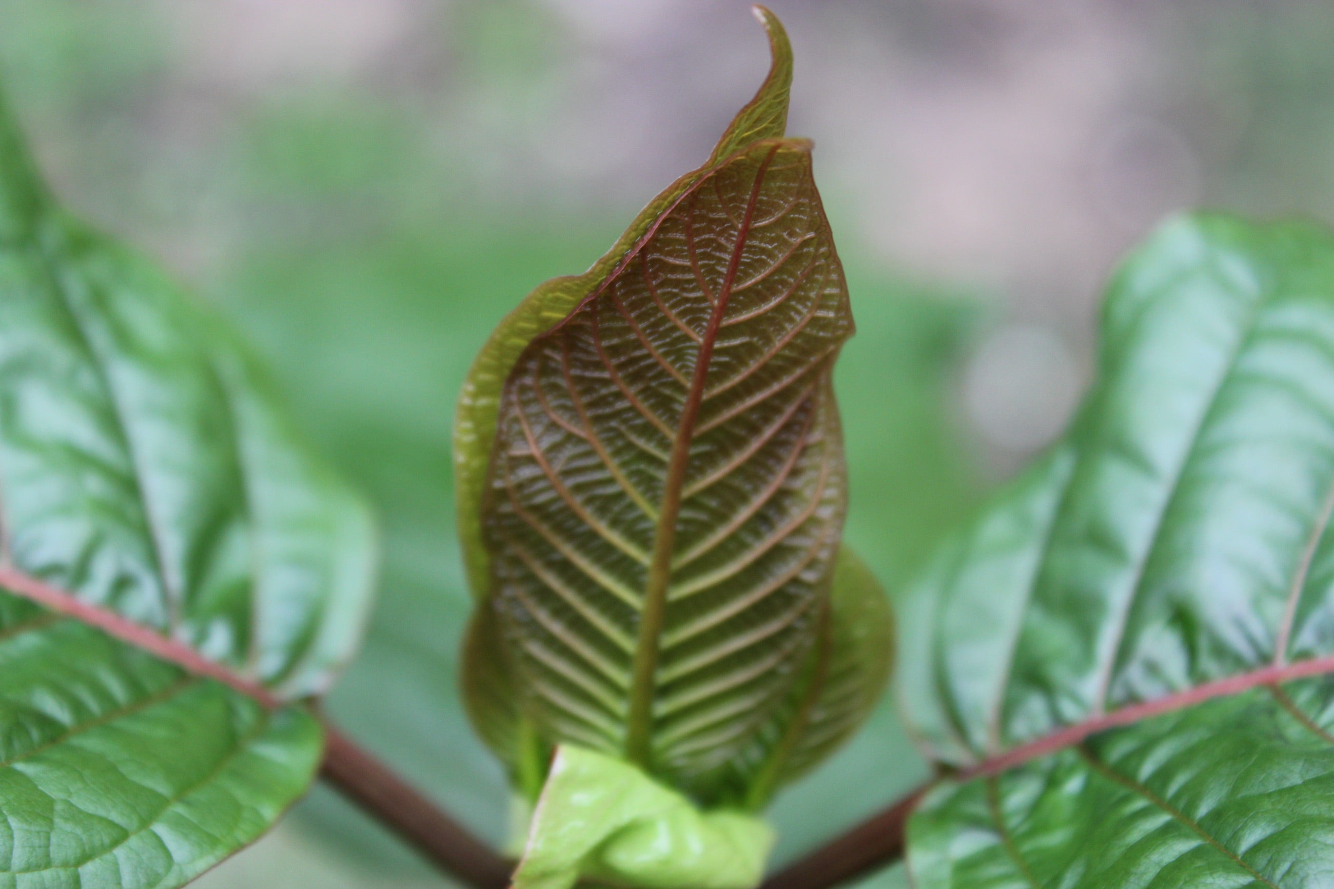 Fresh kratom leaves on a living Mitragyna speciosa plant